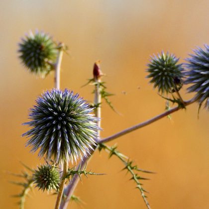 בּוֹאִי שַׁבָּת הַמַּלְכָּה