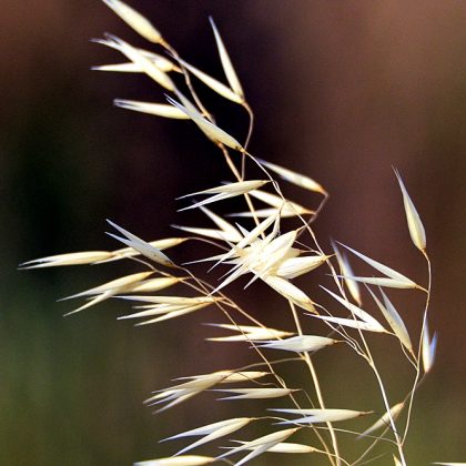 דְּרוֹר יִקְרָא