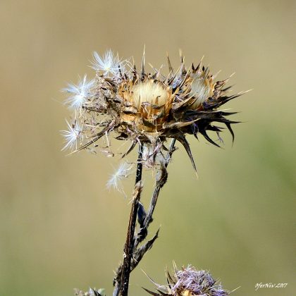 שָׁלוֹם וְשַׁבָּת