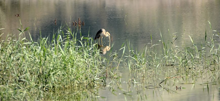 מְשֹׂרָגִים