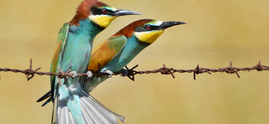 מַשַּׂא הָאַהֲבָה