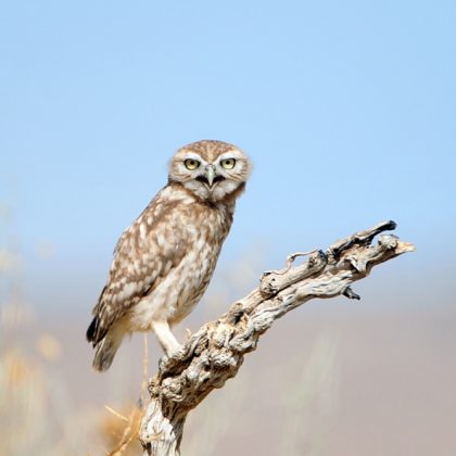 מוֹיִטֶר סֶנְט מָארִי