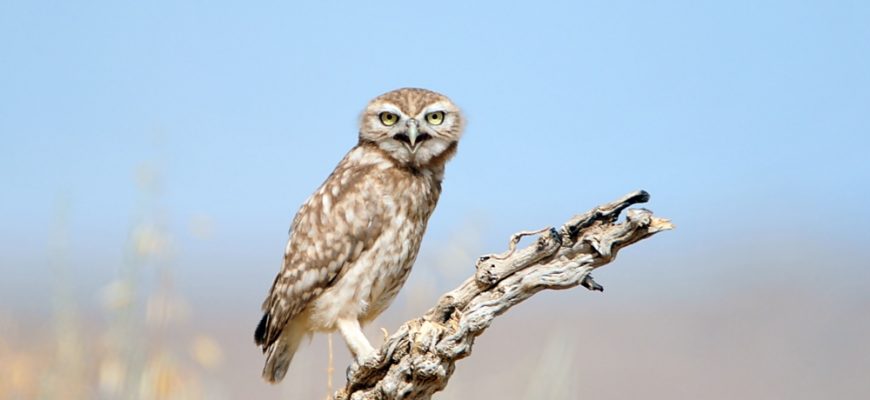 מוֹיִטֶר סֶנְט מָארִי