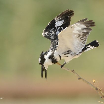 בְּבֵית הַקְּבָרוֹת בְּוַרְשָׁה