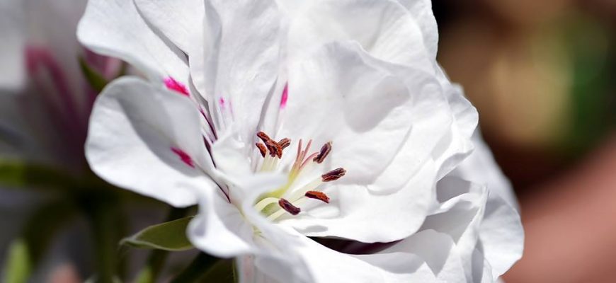 אַהֲבָה אֲסוּרָה