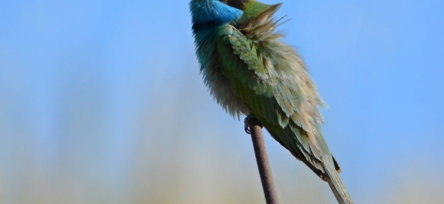 זָר בְּכָתֹם וְלָבָן