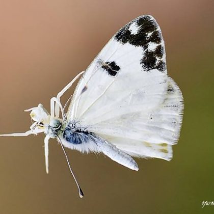 הַיֶּלֶד הַזֶּה הוּא אֲנִי