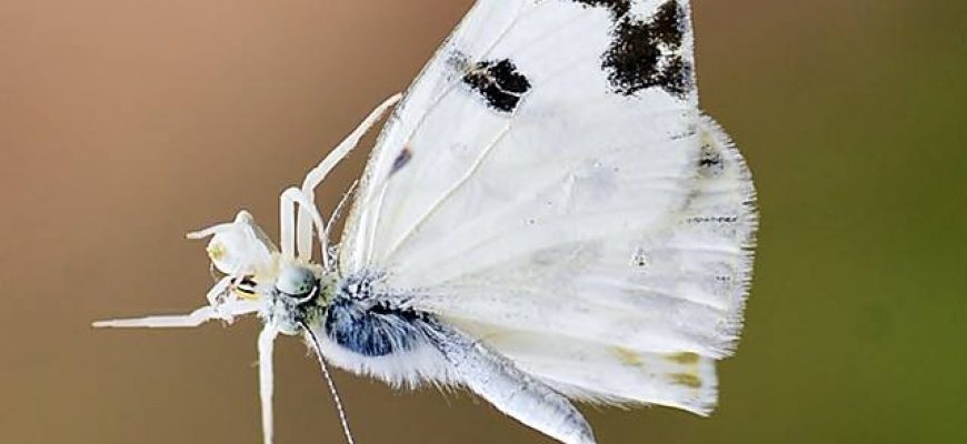 הַיֶּלֶד הַזֶּה הוּא אֲנִי