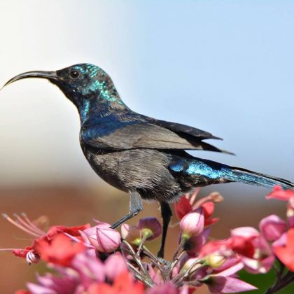 מִתְגַּיֵּס