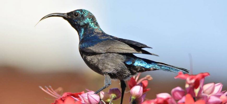 בָּתִּים שֶׁל שִׁיר