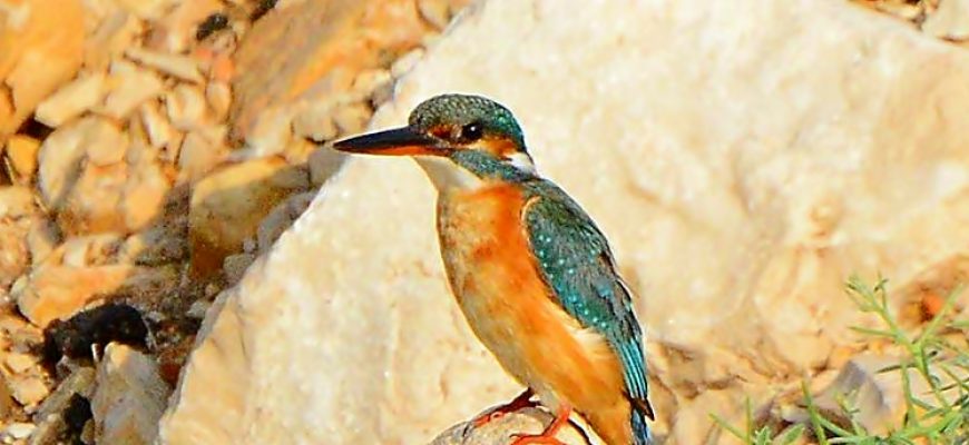 אִישׁ וְאִילָנוֹ