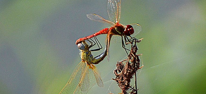 כְּנָפַיִם