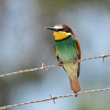 שַׁדְרַן הַנְּשָׁמוֹת הַלֵּילִיּוֹת