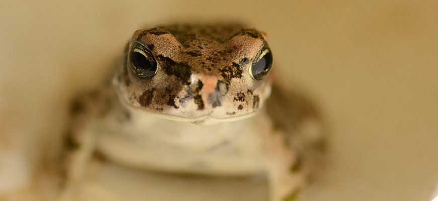 יוֹנָתָן הַשָּׁפָן הַקָּטָן