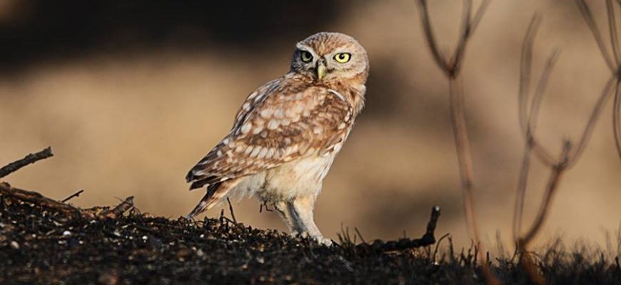 כְּשֶׁהַקֵּן מִתְרוֹקֵן