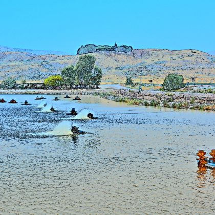 דְּרוֹר יִקְרָא