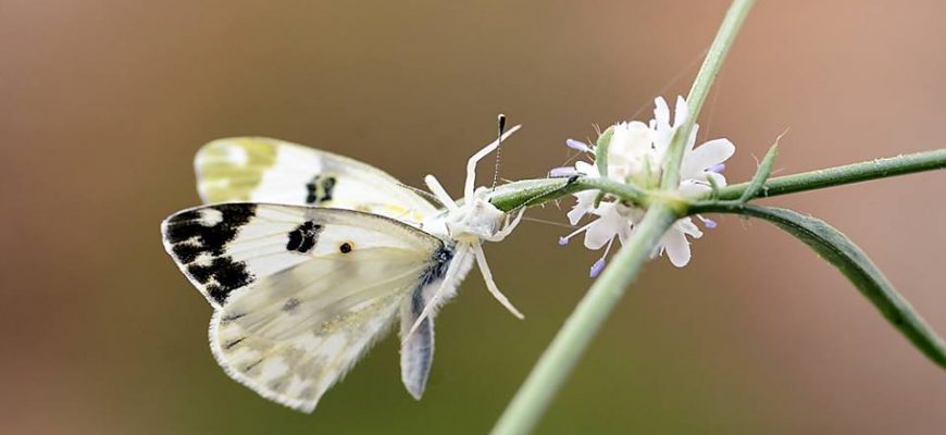 תַּרְמִילֵךְ