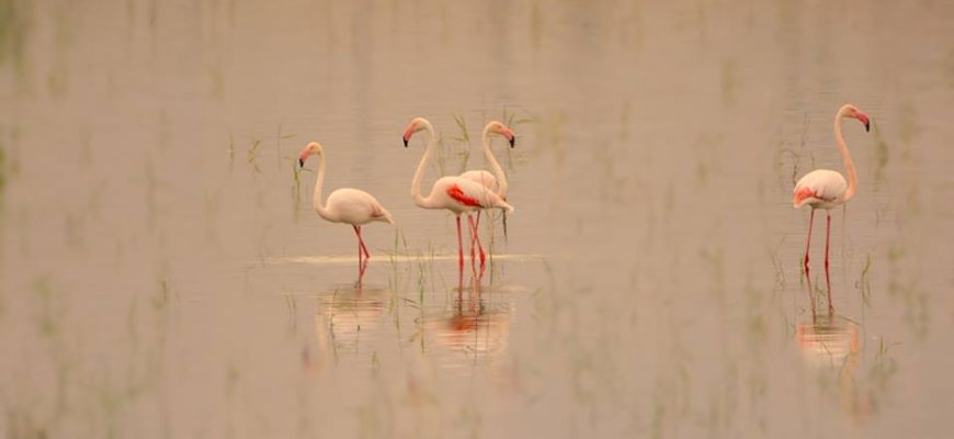 חֹרְשַׁת הָאֵיקָלִיפְּטוּס