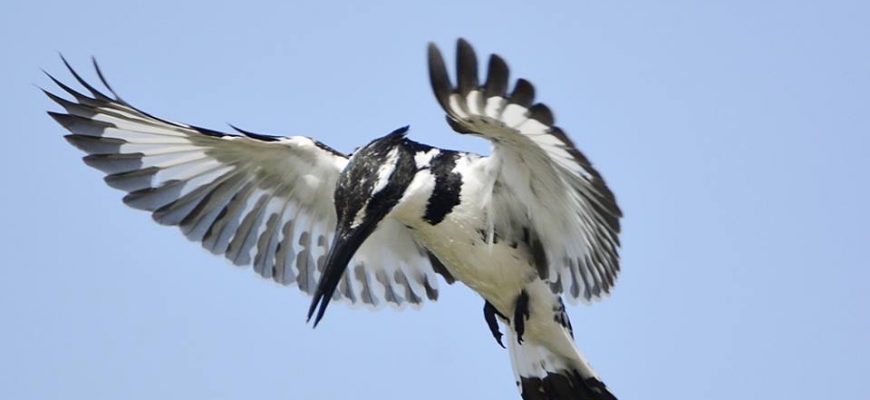 חֲלוֹם שֶׁל שִׁיר