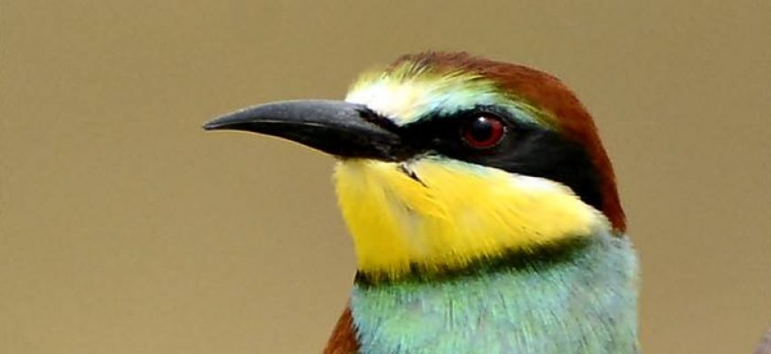 תְּמוּנוֹת בָּאַלְבּוֹם