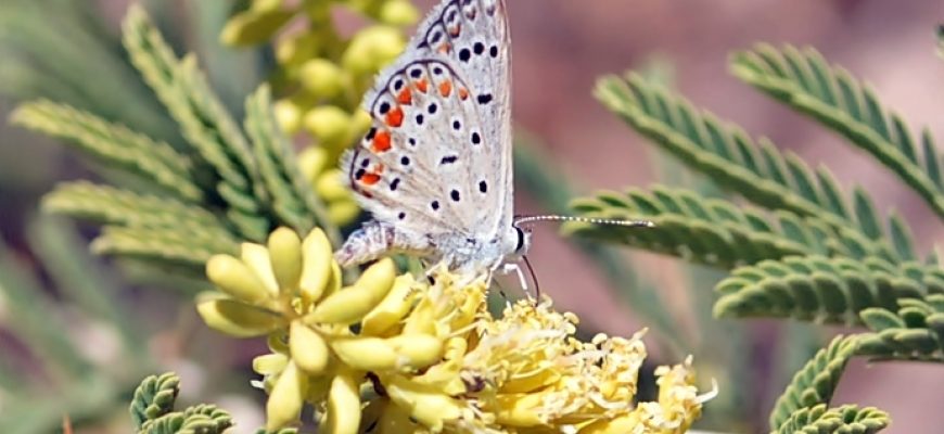 לְהַרְגִּישׁ דֶּשֶׁא, לְהַרְגִּישׁ בְּרוֹשׁ