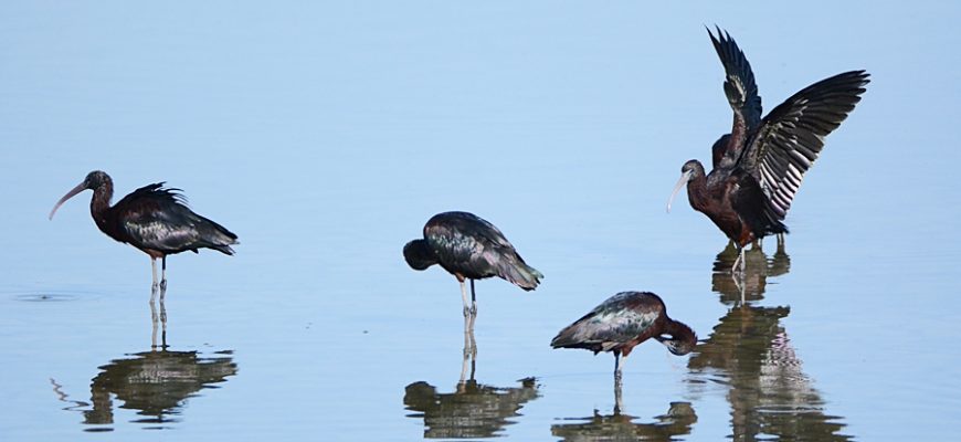 צָנַח לוֹ תַּלְתַּל