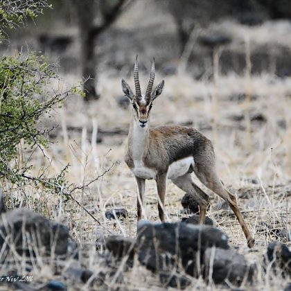 שִׁחְרוּר שֶׁל חַיָּל