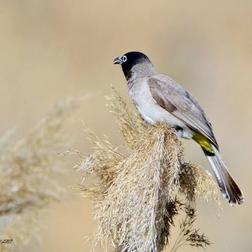 עשרה שניות, זוווז!!!