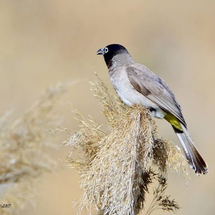 עשרה שניות, זוווז!!!