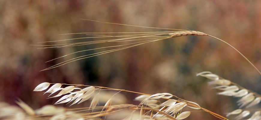 פְּרֵדָה מִמְּשׁוֹרֵר