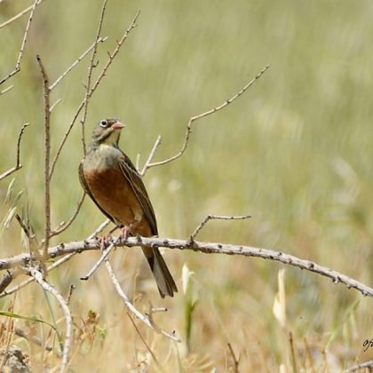 בִּישְׁמַזָּל