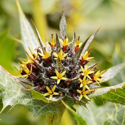 לִהְיוֹת גָּדוֹל