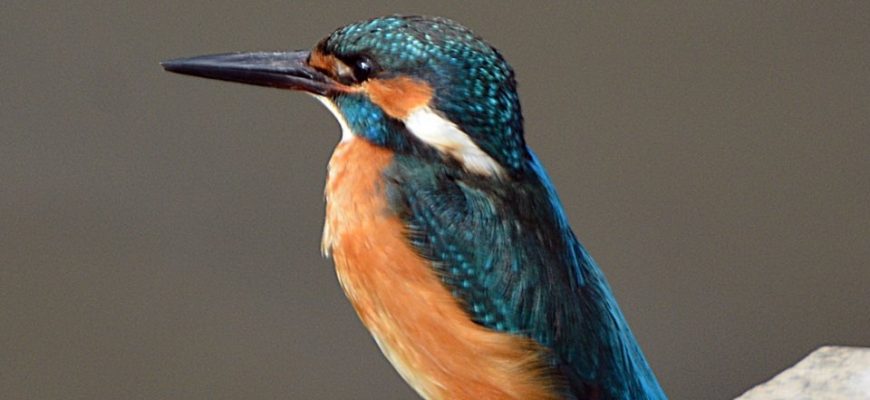 טִפּוֹת הַגֶּשֶׁם נוֹפְלוֹת