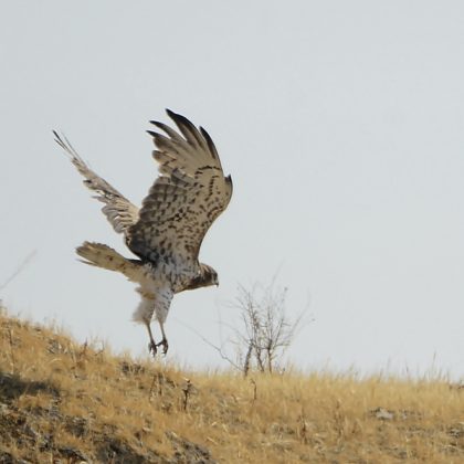 תְּפִלַּת אָב