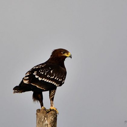 הַמֵּם עוֹד מְבֻלְבֶּלֶת