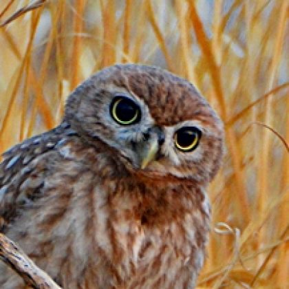 לָמָה פַּטַגוֹנְיָה