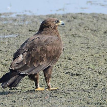 מְסַכֵּם הַמַּסְלוּל