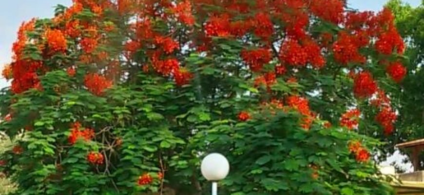 עָשָׁן עוֹלֶה מֵאֲרֻבַּת בֵּיתֵנוּ