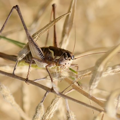 שַׁבָּת בְּיִזְרְעֶאל