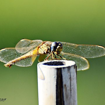 שְׁמִירָה בֵּין כֶּסֶה לְעָשׂוֹר