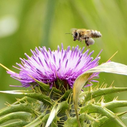 אֲנִי שְׂמָאלִי