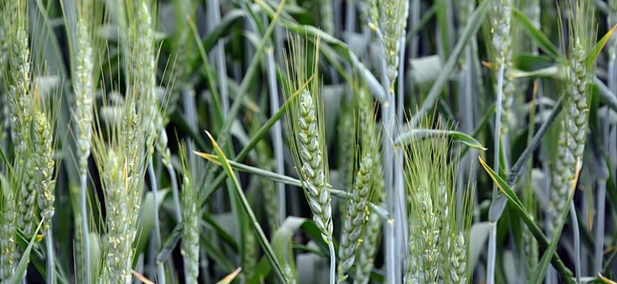 הִתְמַזְּגּוּת