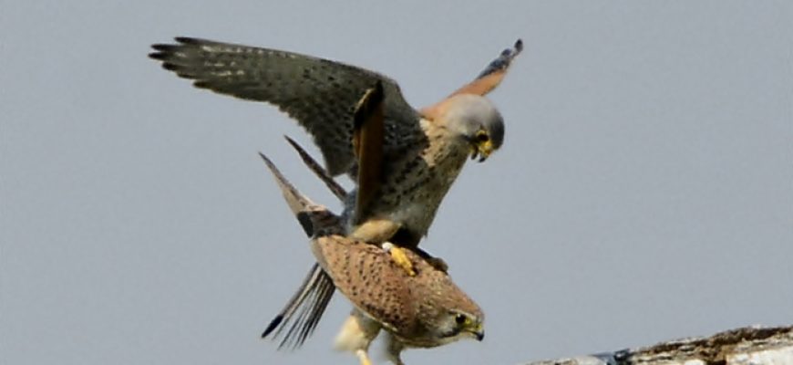 אַחַת כְּרַבּוֹת