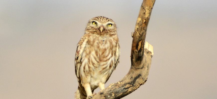 בַּת בְּלִי גִּיל