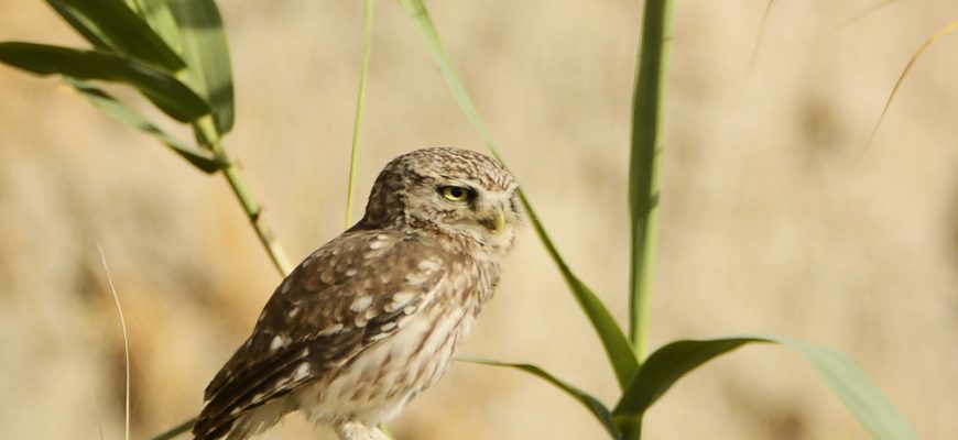 לוּ הָיִיתִי מַתְחִיל מֵחָדָשׁ