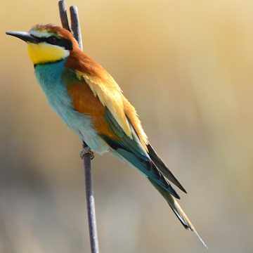 חֶדֶר 508 נוֹיְרוֹכִירוּרְגִּית.