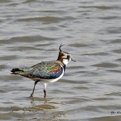 יֶלֶד שׁוֹנֶה