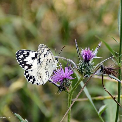 סָבְתָא מְיֻחֶדֶת