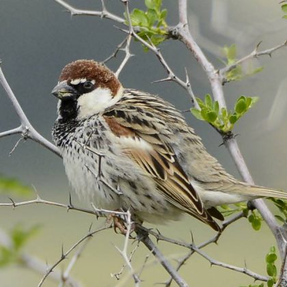 כְּשֶׁסַּבָּא וְסָבְתָא הָיוּ יְלָדִים