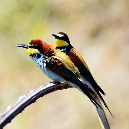 סָבְתָא בִּשְּׁלָה דַּיְסָה